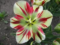 Tulipa (Tulipán 'Flaming Springgreen' - Viridiflora tulipány)