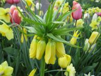 Fritillaria imperialis (Řebčík královský)