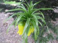 Fritillaria imperialis (Řebčík královský)