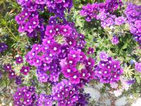 Verbena x hybrida (Sporýš zahradní)