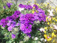 Verbena x hybrida (Sporýš zahradní)