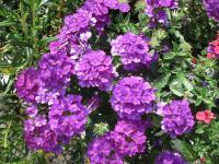 Verbena x hybrida (Sporýš zahradní)