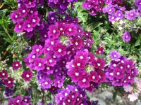 Verbena x hybrida (Sporýš zahradní)