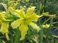 Hemerocallis (Denivka 'Ben Bachman')