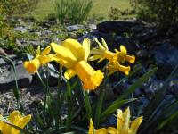 Narcissus (Narcis 'Warbler' - Cyclamineus narcisy)