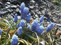 Muscari armeniacum (Modřenec arménský 'Valerie Finnis')