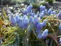 Muscari armeniacum (Modřenec arménský 'Valerie Finnis')