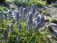 Muscari armeniacum (Modřenec arménský 'Saffier')
