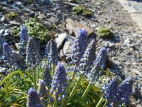 Muscari armeniacum (Modřenec arménský 'Saffier')