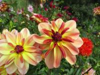 Dahlia (Jiřinka 'Happy Butterfly' - Leknínovité jiřinky)