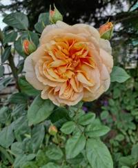 Rosa (Růže 'Charles Austin' - Sadové růže)