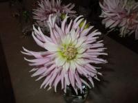 Jiřinka 'Pink Sunrise'