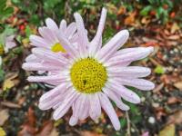 Chrysanthemum x morifolium          'Aunt Millicent'  Chrysanthemum flowers