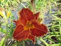 Hemerocallis (Denivka 'Spacecoast Gwen Denny')