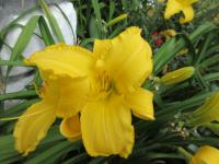 Hemerocallis (Denivka 'Glittering Treasure')