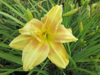 Hemerocallis (Denivka 'Double Awe')