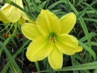 Hemerocallis (Denivka 'Green Flutter')