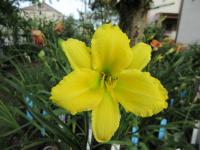 Hemerocallis (Denivka 'Green Flutter')