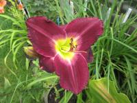 Hemerocallis (Denivka 'African Grape')
