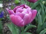 Tulipa      'Blue Diamond'  Tulip flowers