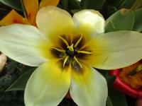 Tulipa kaufmanniana (Tulipán Kaufmannův 'Concerto')