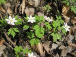 Anemone nemorosa (Veternica hájna)