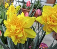 Narcissus (Narcis 'Heamoor' - Plnokvěté narcisy)