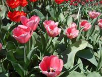 Tulipa (Tulipán 'Pink Impression' - Darwin hybridy)
