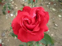 Rosa (Růže 'Alec's Red' - Velkokvěté růže)