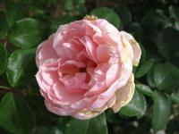 Rosa (Růže 'Cinderella')