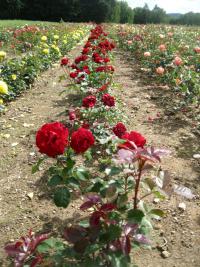 Rosa (Růže 'Lubecker Rotspon' - Mnohokvěté růže)