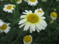 Anthemis tinctoria (Rmen barvířský 'Lemon Ice')