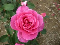 Rosa (Růže 'Candy Stripe' - Velkokvěté růže)