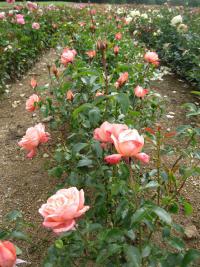 Rosa (Růže 'Hamburger Deern' - Velkokvěté růže)