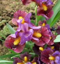 Iris (Kosatec 'Two Islands' - Základní nízké kosatce)