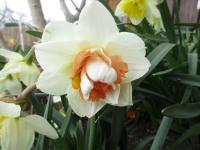 Narcissus (Narcis 'My Story' - Plnokvěté narcisy)