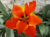 Tulipa greigii (Tulipán Greigův 'Lovely Surprise')