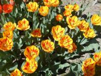 Tulipa (Tulipán 'Olympic Flame' - Darwin hybridy)