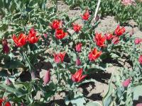 Tulipa (Tulipán 'Lilystar' - Liliokvěté tulipány)