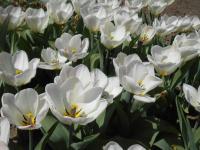 Tulipa fosteriana (Tulipán Fosterův 'Flaming Purissima')