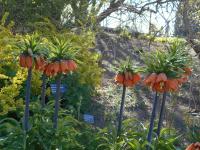 Fritillaria imperialis (Řebčík královský 'Garland Star')