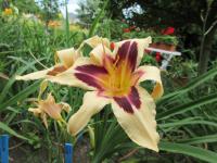 Hemerocallis (Denivka 'Wild Horses')
