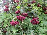 Sorbus aucuparia x Crataegus sanguinea (Jeřáb granátový 'Granatina')