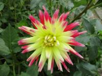 Dahlia (Jiřinka 'Electric Flash' - Semikaktusovité jiřinky)