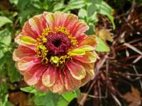 Zinnia elegans (Ostálka sličná 'Queen Lime Red')