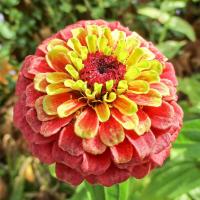 Zinnia elegans (Ostálka sličná 'Queen Lime Red')