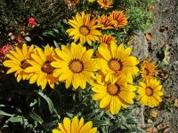 Gazania rigens (Gazánie zářivá 'Frosty Kiss Yellow')