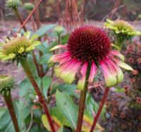 Echinacea purpurea (Třapatkovka nachová 'Green Twister')