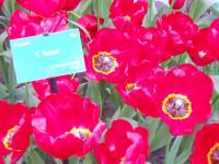 Tulipa (Tulipán 'Krasa' - Triumph tulipány)