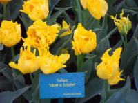 Tulipa (Tulipán 'Monte Spider' - Plnokvěté rané tulipány)